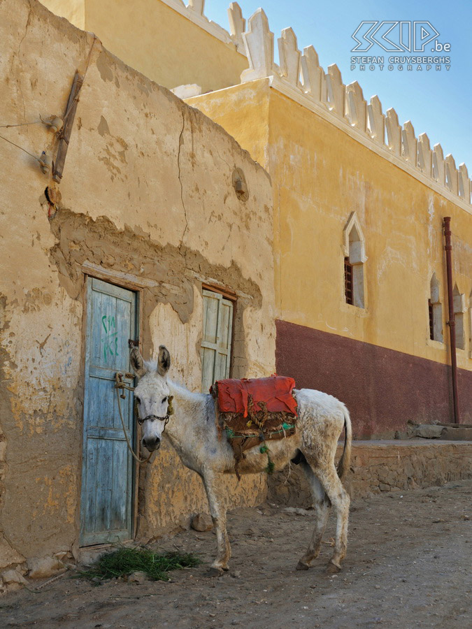 Bawiti - Ezel Een ezel in Bawiti, een klein stadje in de Bahariya oase in de Westelijke Woestijn van Egypte. Stefan Cruysberghs